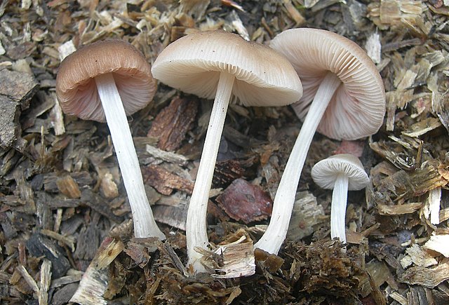 Pluteus  depauperatus     Romagnesi